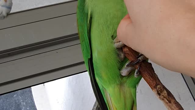 Playful parrot has cutest reaction to owner 'beeping' his nose