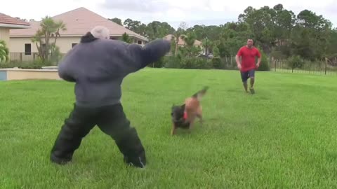 how to make a dog fully aggressive with little training