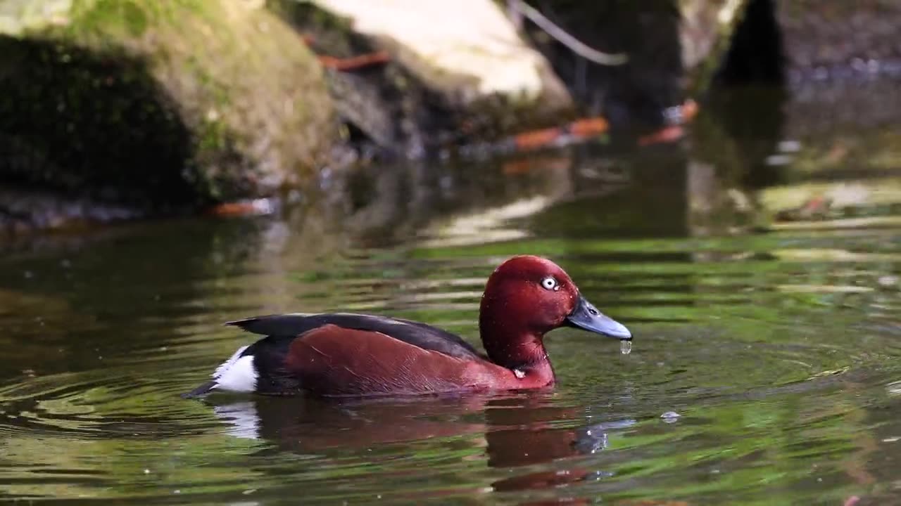 Wild Duck finding Food