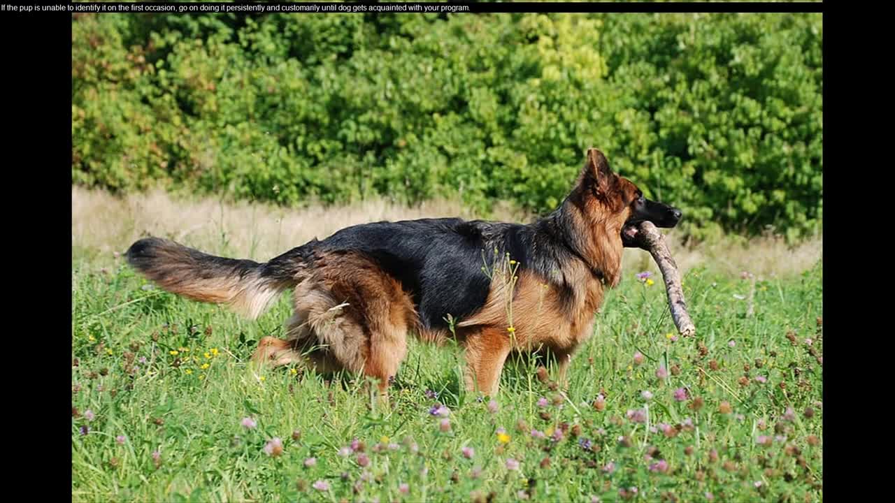 How To Train Puppy To Poop Outside - Teach Your Husky Puppy To Poop Outside!