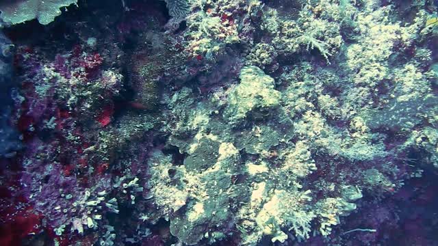 Amazzzzing Video Of Octopus Changing its Entire Color and Shape!