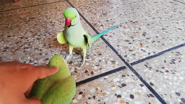 Parrot sound