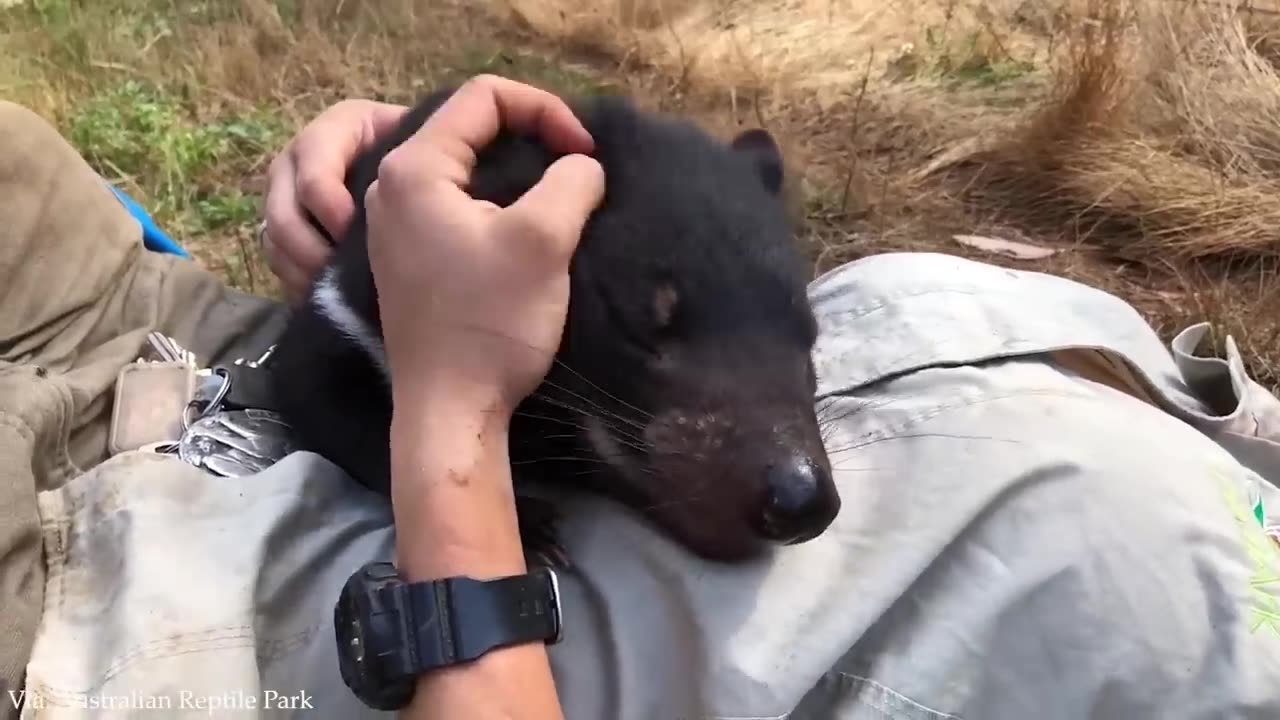 Animal love can heals us from inside ❤️ Best Animal Show Love Moments