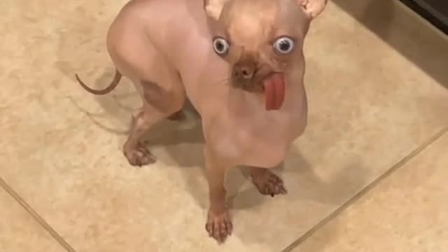 Itchy Chihuahua