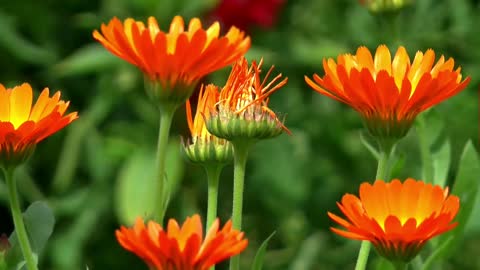 Beautiful flower what's tha neme
