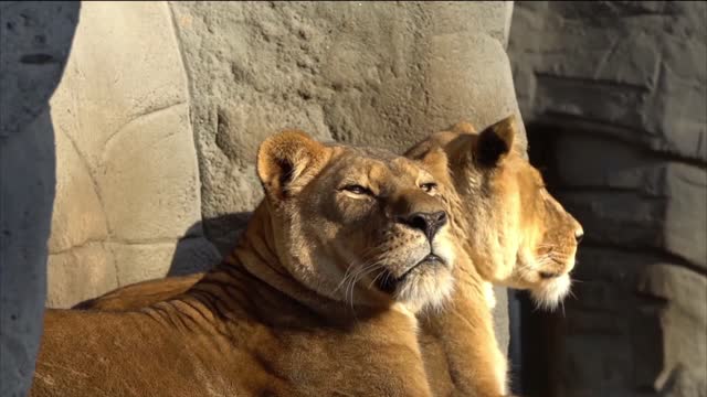 casal de leoes descançando