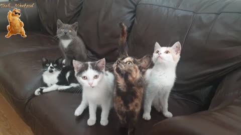 sweet cats