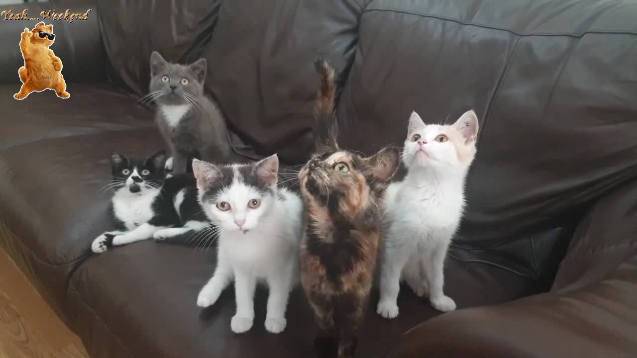 sweet cats