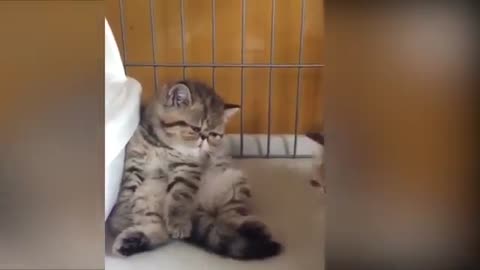 Funny And Cute Cat's Life