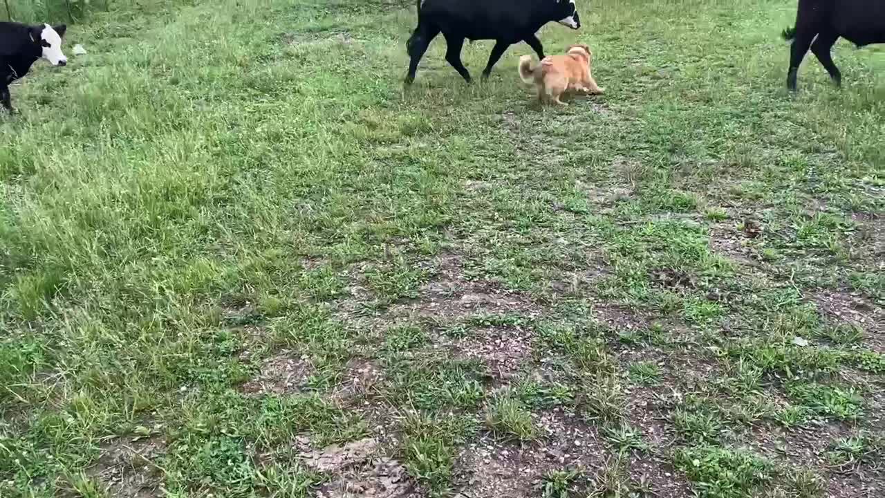 Gator Excited But Getting More Confidence