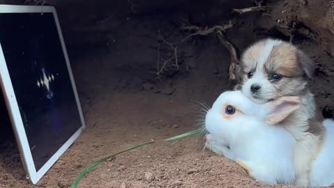 The dog keeps the little rabbit company while watching a movie.