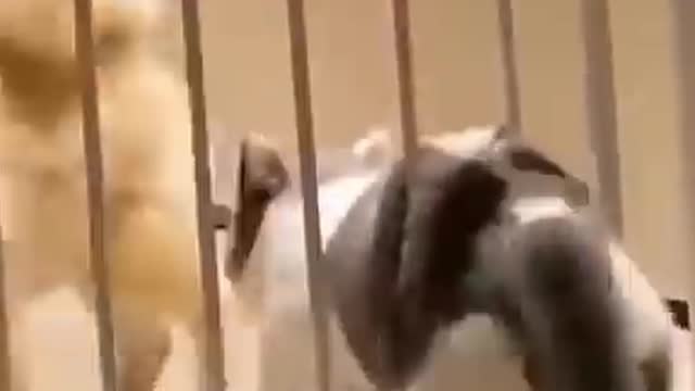 Cute Cat Tried To Pass Between The Bars But Got Stuck