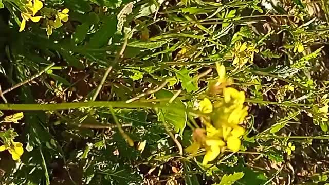 A bee eats yallow flowers