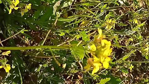 A bee eats yallow flowers