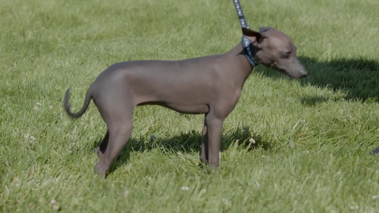 ALL ABOUT XOLOITZCUINTLI- THE MEXICAN HAIRLESS DOG