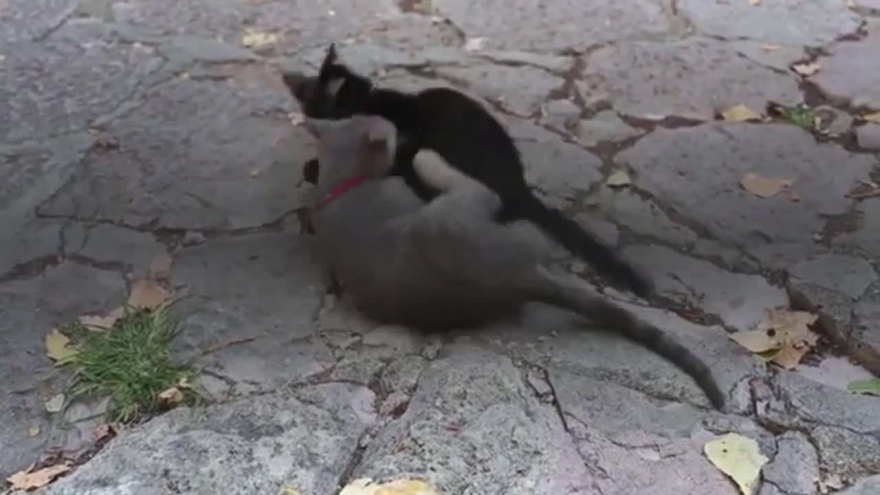 Adorable Cute Kittens Playing & Exploring