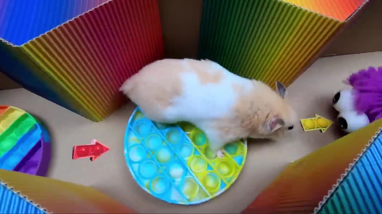 Hamster Escapes From Pop It Prison Maze with Water Slide Obstacle Course