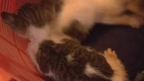 New born cats