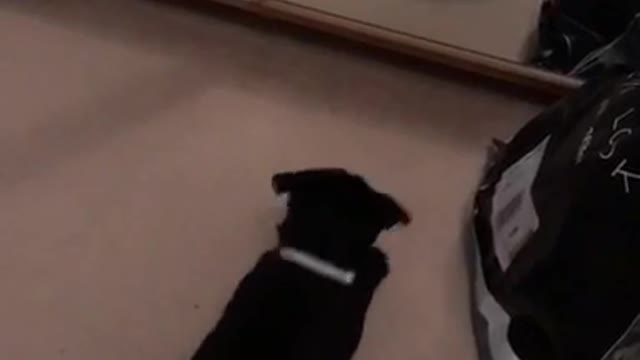 Pug thinks she sees another dog in the mirror