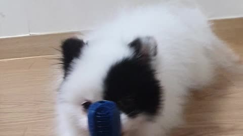 cute dog eating snacks