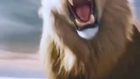 Cute lion