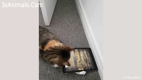 Animals funny 2021###