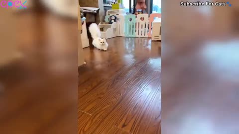 Funniest Cat and Dog Videos Compilation 🤣