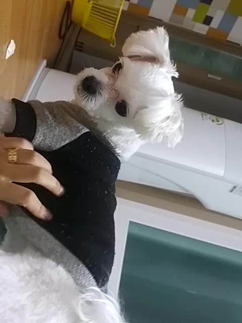 The puppy is stroking and playing