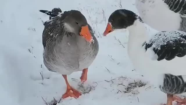 Duck doing fun 😊