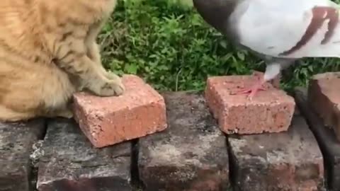 Funny animal videos