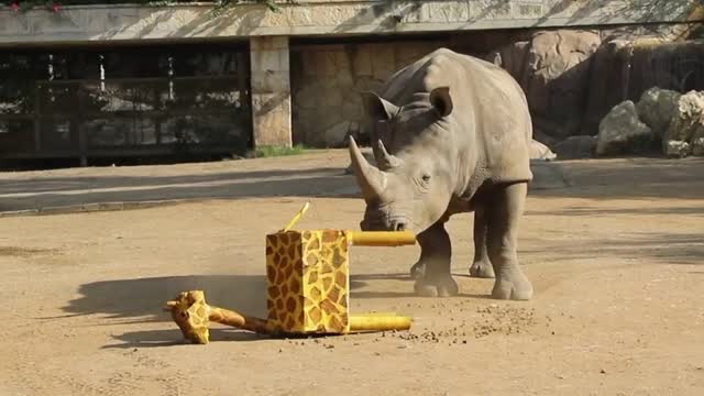 The rhinos had a special guest join them for World Giraffe Day! 🦏❤️🦒