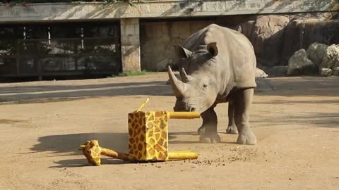 The rhinos had a special guest join them for World Giraffe Day! 🦏❤️🦒