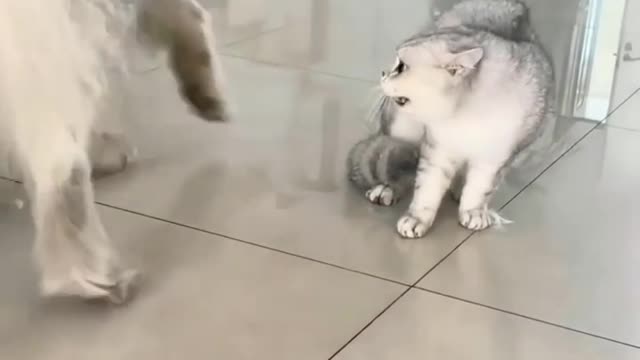 Funny 🐈😺 cat fighting 😂😂😂😂