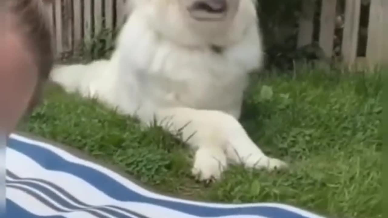 The funniest dogs you 'll see this week
