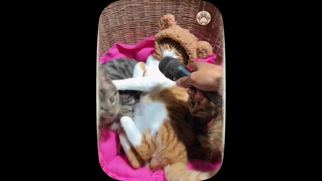 Having a bad day- These adorable kittens will make you smile - Part 1