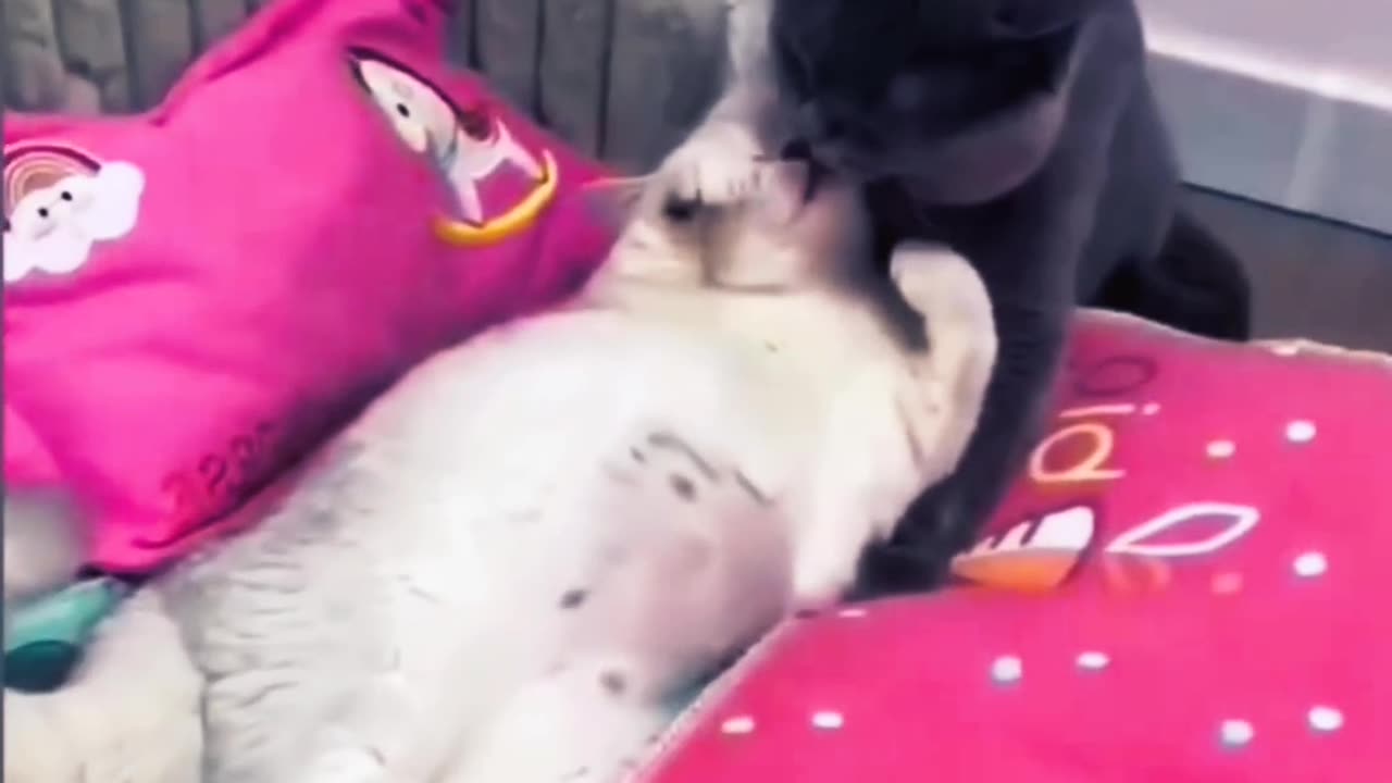 Kissing cats is romantic.