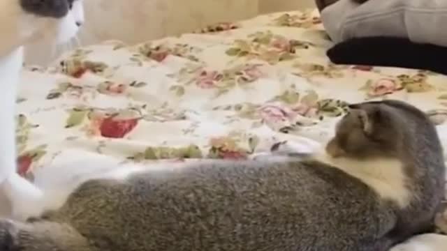 very funny videos of cats