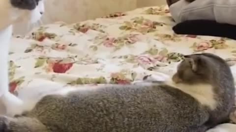 very funny videos of cats