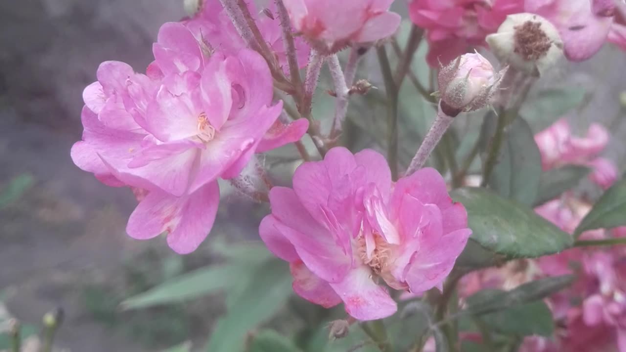 Roses by the wall