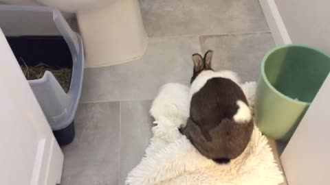 Bunny digging carpet