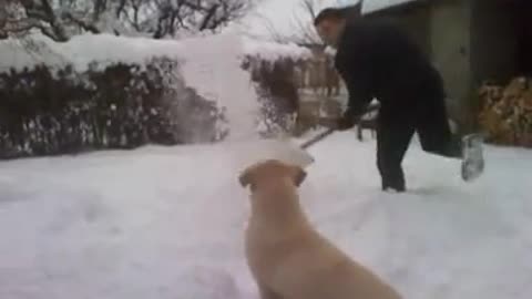 Dog for ice enjoy