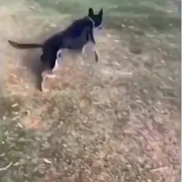 There are two kind of dogs