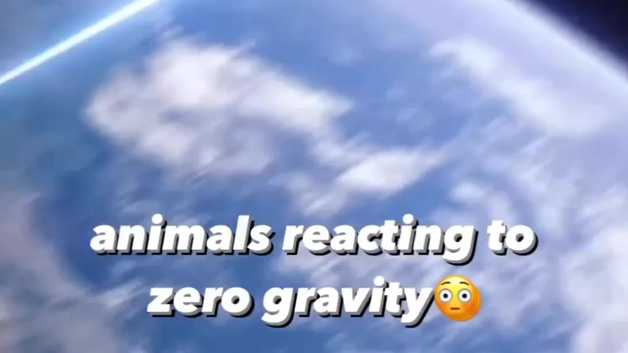 Animals reacting to zero gravity 😳