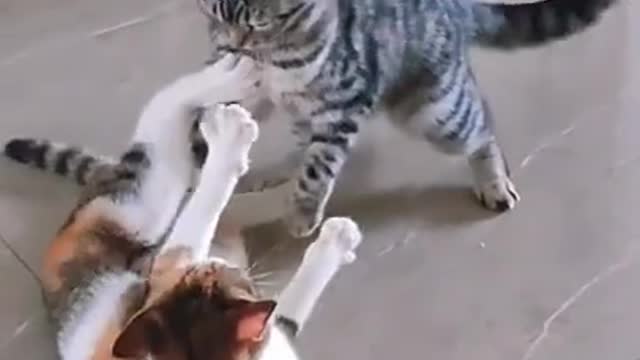 funny cat videos | funny cats fighting #shortsfunny cat videos | funny cats fighting #shorts