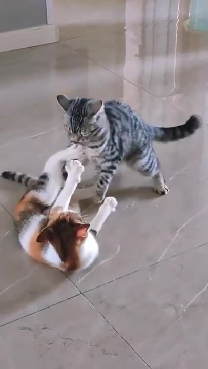 funny cat videos | funny cats fighting #shortsfunny cat videos | funny cats fighting #shorts