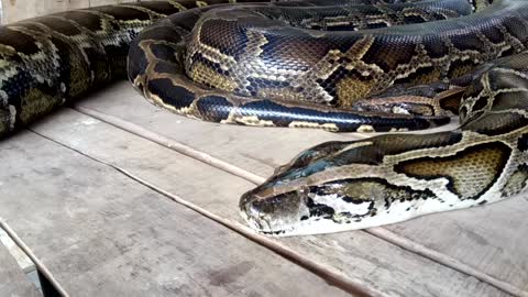 huge python in the house