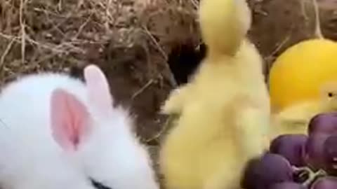 https://rumble.com/vs1iwj-cute-funny-pets-video-this-rabbit-is-soooo.html