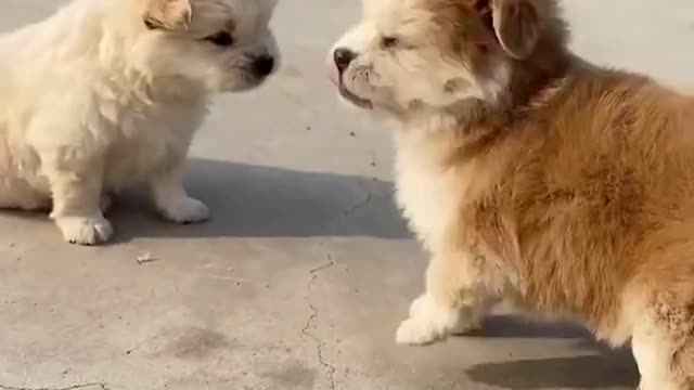 cute dog fight dog