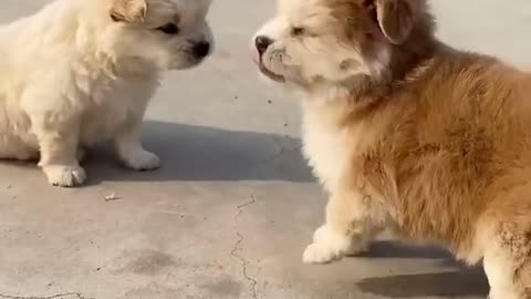 cute dog fight dog