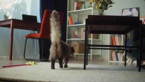 Cats walking in living room. Domestic animals at home